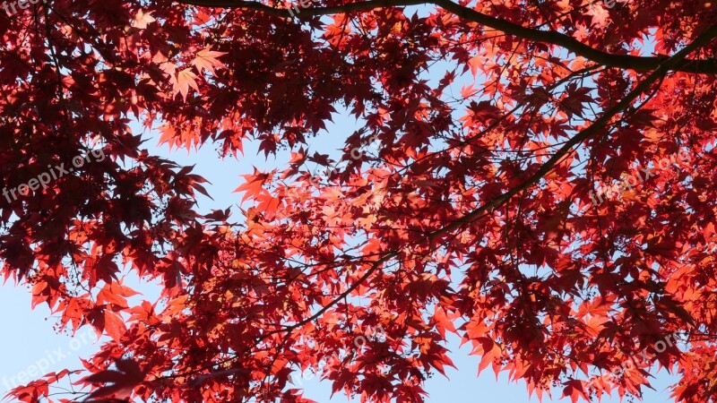 Red Maple Leaves Maple Red Leaf