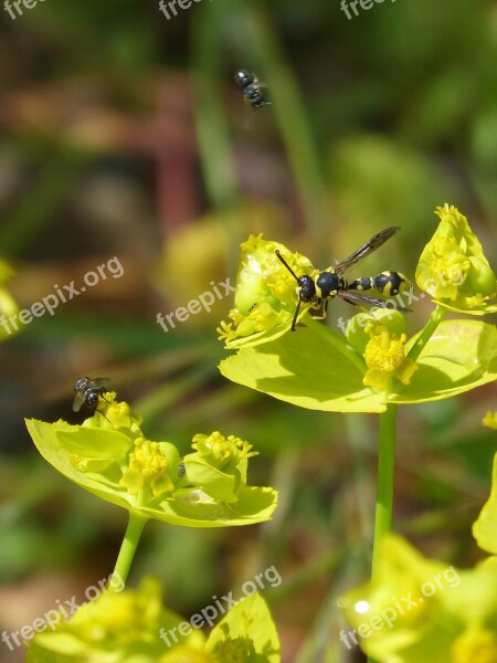 Insects Spring Wasp Flower Free Photos