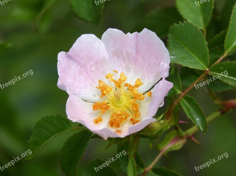 Rosa Canina Wild Rose Flower Beauty Free Photos