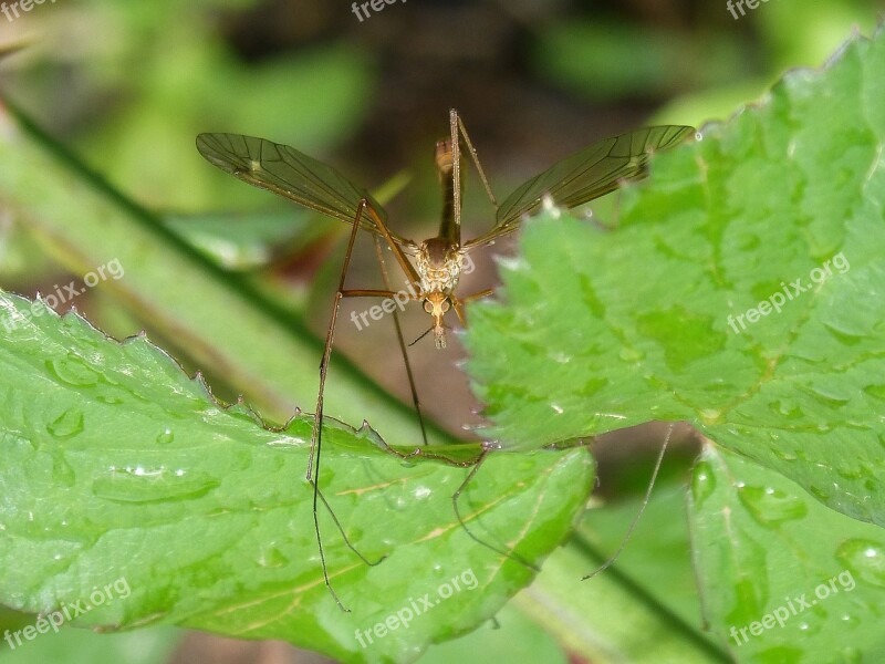 Mosquito Insect Detail Wings Leaves