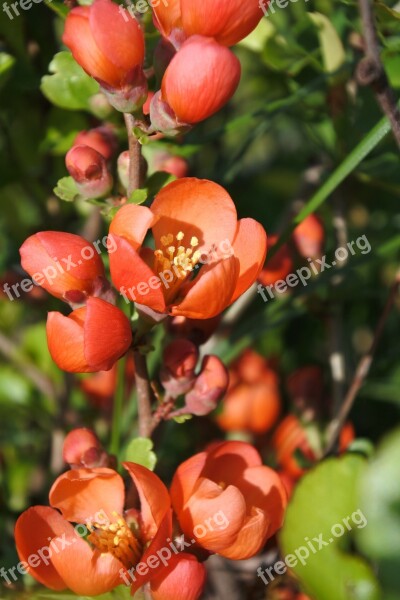 Quince Greens Closeup Inflorescences Summer