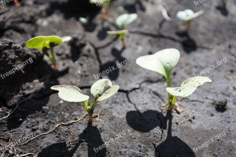 Sprouts Why Radishes Seedling Dacha