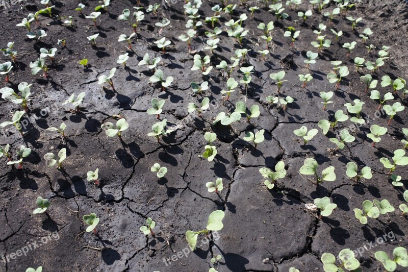 Sprouts Why Radishes Seedling Dacha