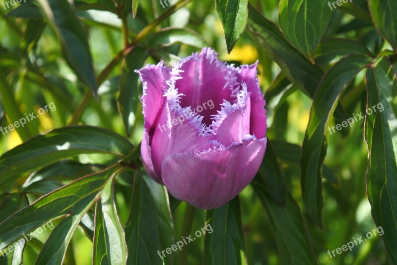 Grass Tulip Flower Nature Beauty