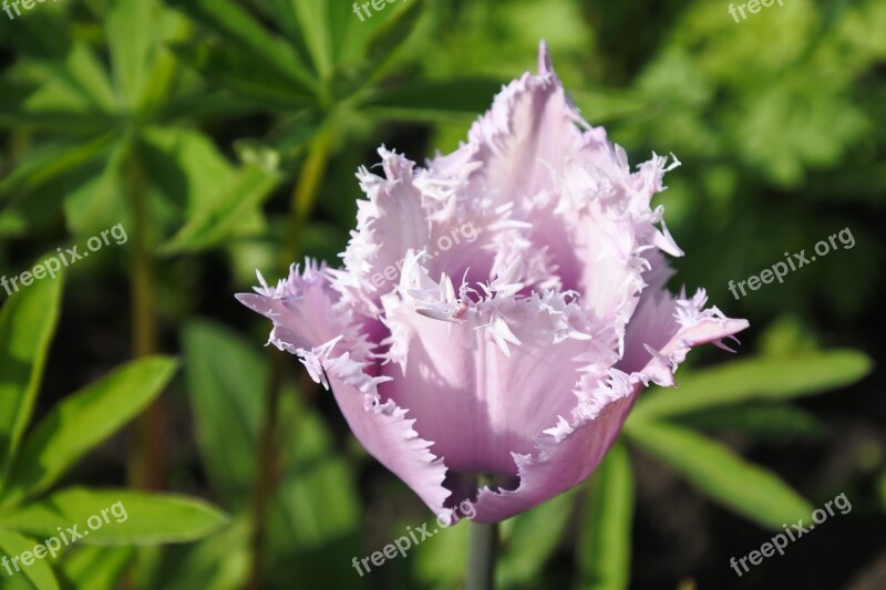 Grass Tulip Flower Nature Beauty