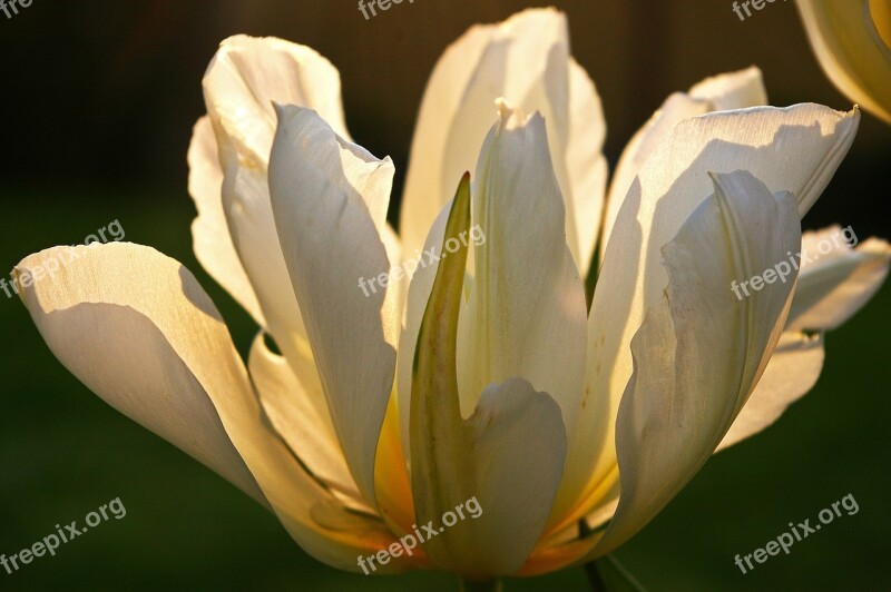 Tulips White Tulips White Spring Blossom