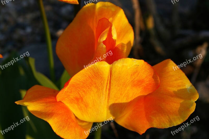 Tulips Yellow Tumor Orange Tulip Spring Blossom