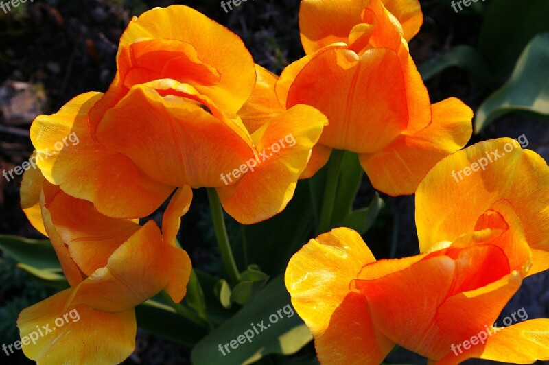 Tulips Yellow Tumor Orange Tulip Spring Blossom