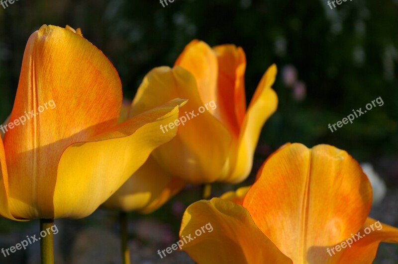 Tulips Yellow Tumor Orange Tulip Spring Blossom