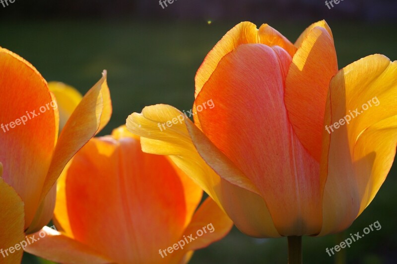 Tulips Yellow Tumor Orange Tulip Spring Blossom