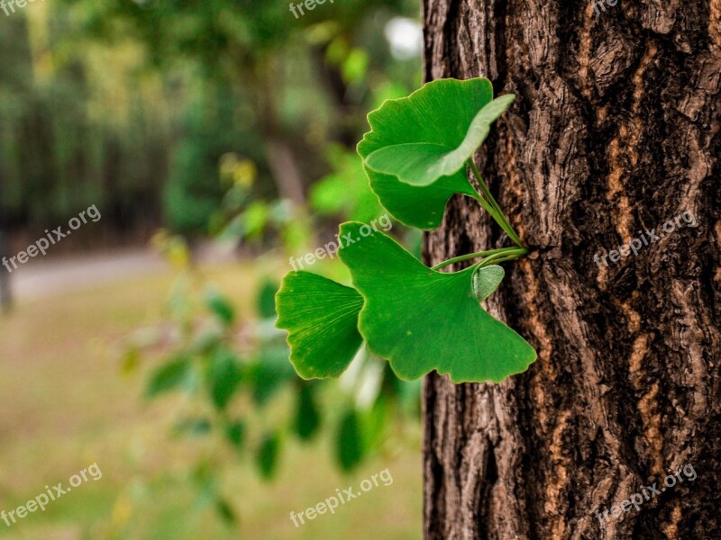 Ginkgo Tree Leaf Free Photos