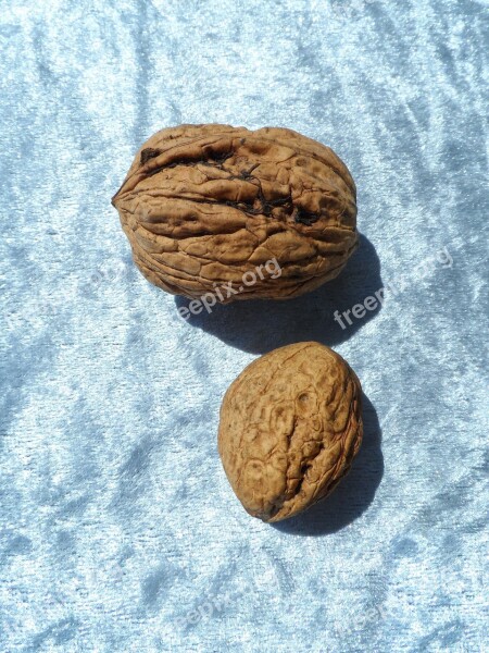 Walnut Large Huge Eat Brain