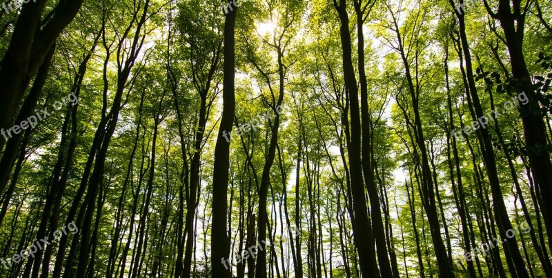 Trees Sunlight Summer Forest Nature