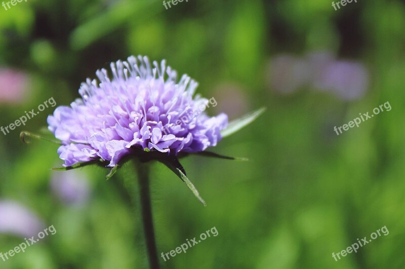 Glossy Scabious Pincushion Flower Kardengewaechs Scabiosa Blossom