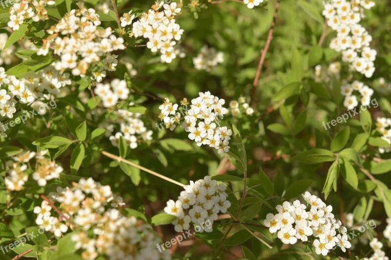 Flowers White Spring Wild Plant Flower