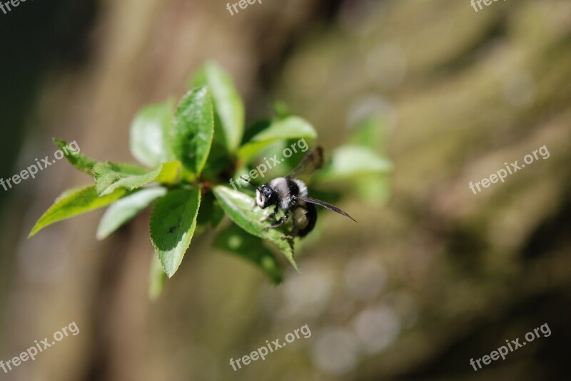 Bumblebee Spring Nature Macro Free Photos