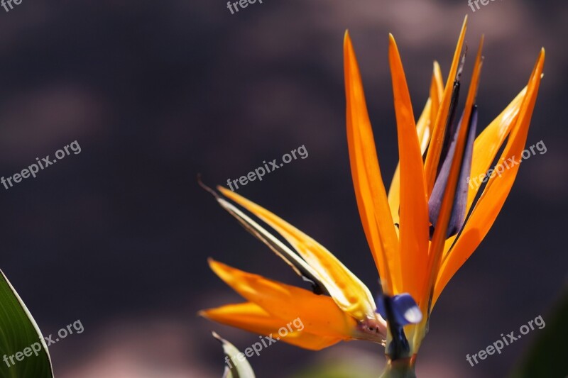 Bird Of Paradise Flower Flowers Nature Delicate Flower