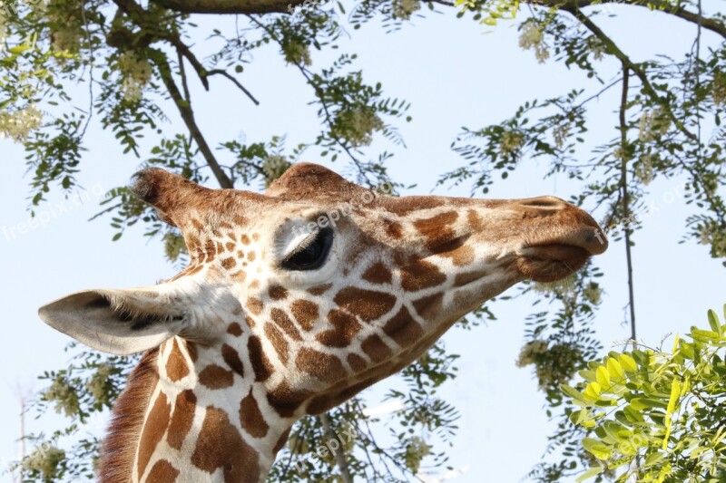 Giraffe Animal Zoo Africa Animals