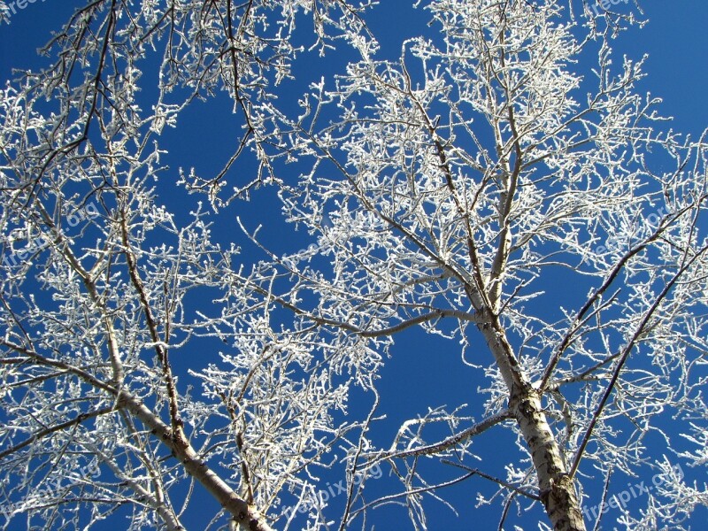 Hoarfrost Tree Winter Free Photos