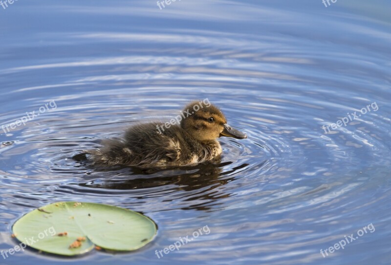 Duck Cub Water Lake Bird