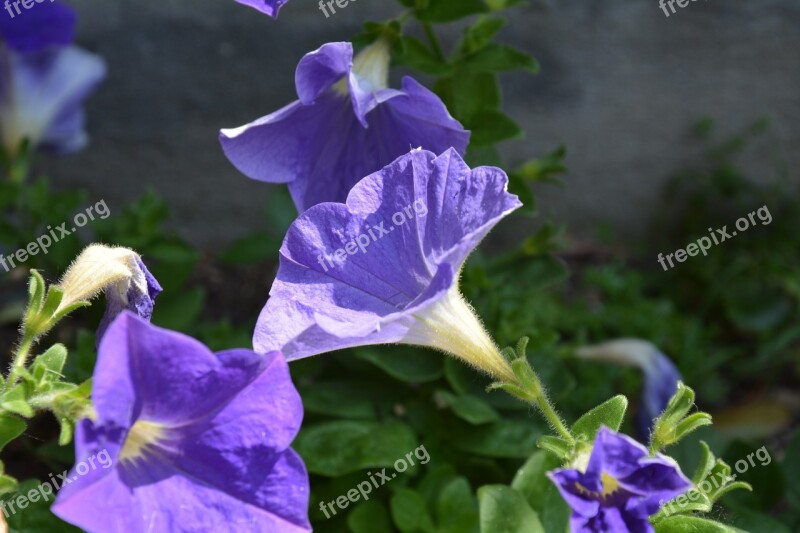 Flowers Purple Flowers Petals Free Photos