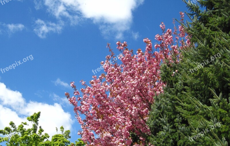 Spring Cherry Blossom Garden Blue Sky Green And Pink