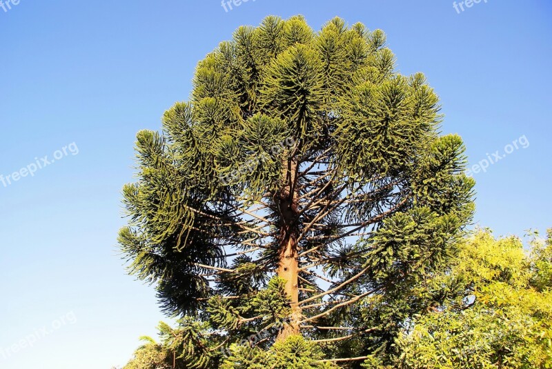 Guatemala Araucaria Araucaria Heterophylla Tree Norfolk Pine