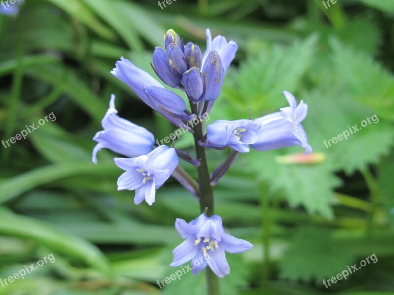 Bluebell Flower Spring Nature Woodland