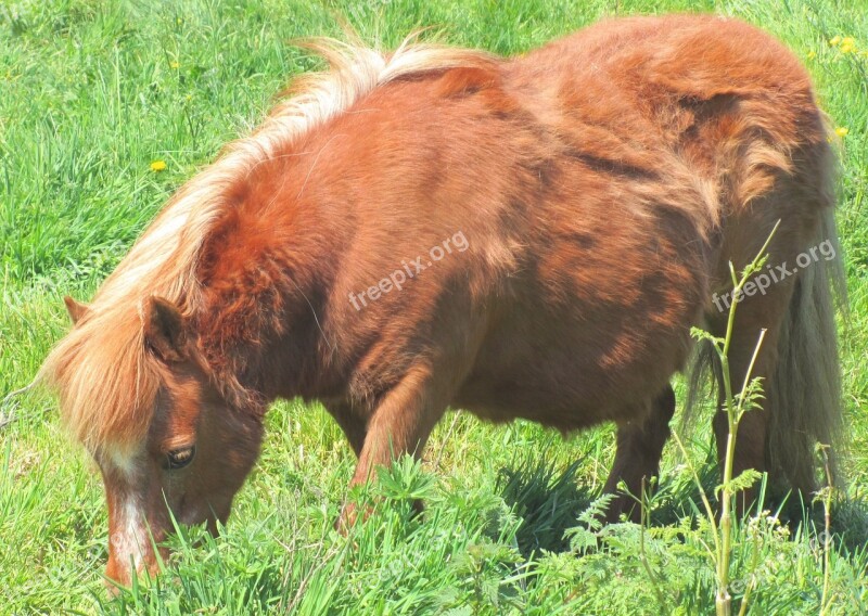 Horse Pony Shetland Field Animal