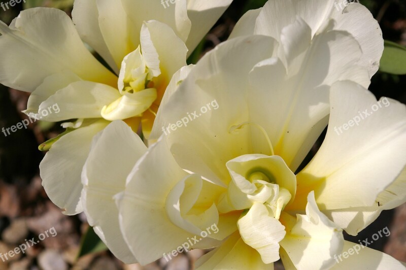 Tulips White Tulips White Spring Blossom