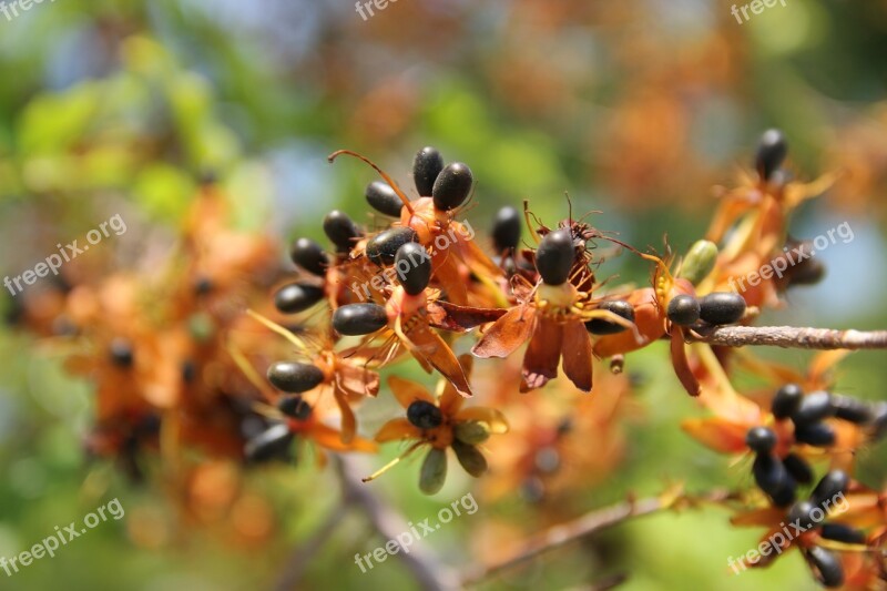 Apricot Blossom Flower Seed Fruit