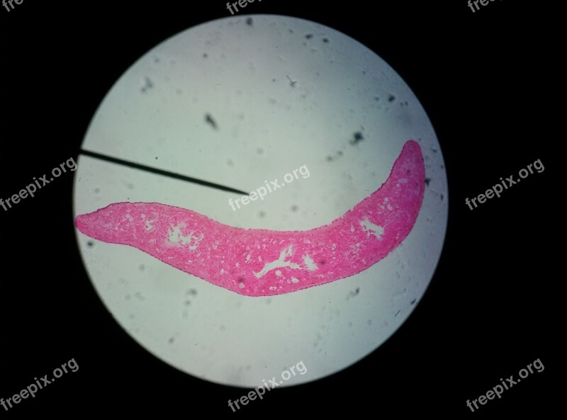 Plant Microscope Science Cell Fermenting Microorganism