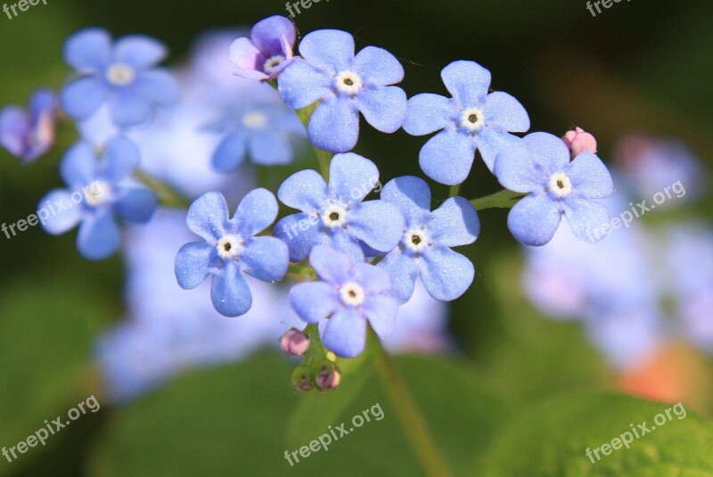 Forget Me Not Blossom Bloom Blue Spring