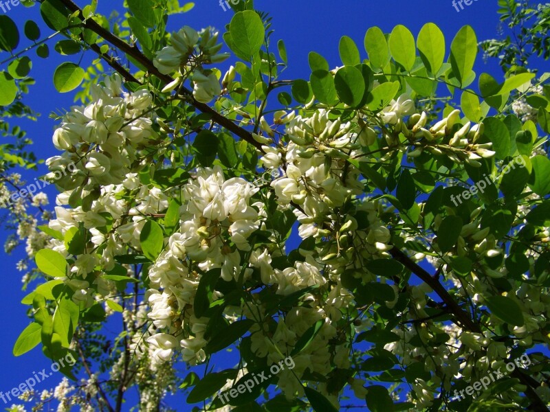 Flowering Acacia Robinia Pseudoacacia Spring Free Photos