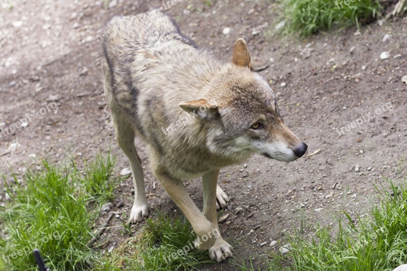 Wolf Canis Lupus Predator Zoo Animal