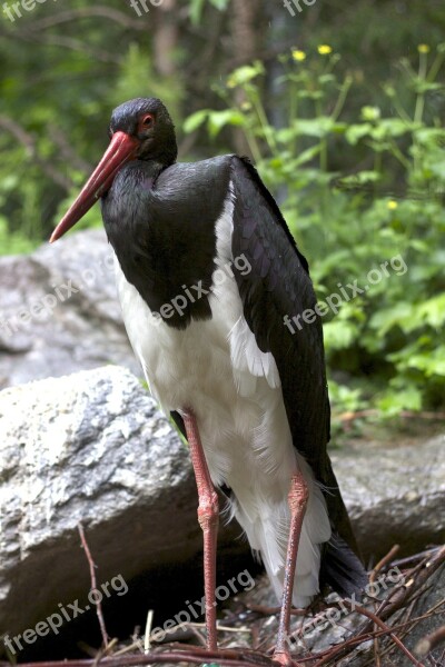 Stork Bird Black And White Bill Zoo