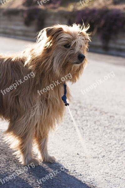 Dog Hybrid Leash Walk Go For A Walk