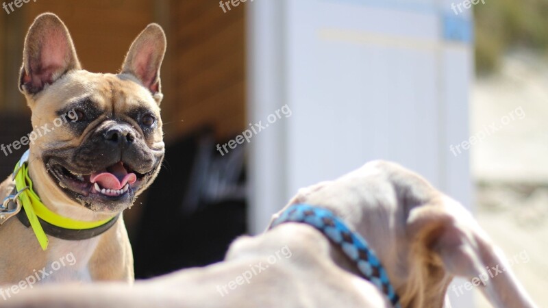 French Bulldog Domburg Beach Dog Sea