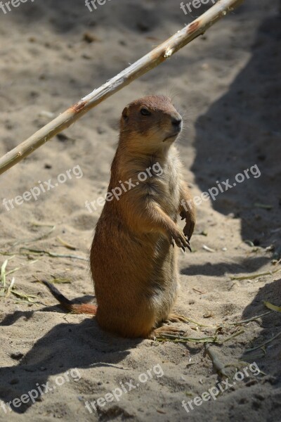 Meerkat Vigilant Animal Zoo Watch