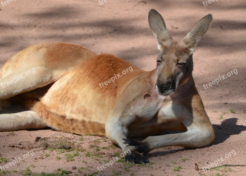 Kangaroo Boss Zoo Lazy Animal