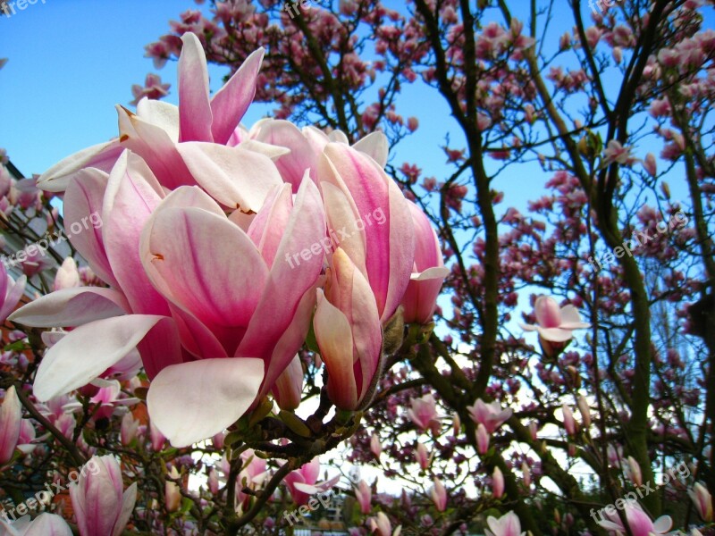 Magnolia Magnolia Tree Pink Flower Magnolia Leaves Frühlingsblüher