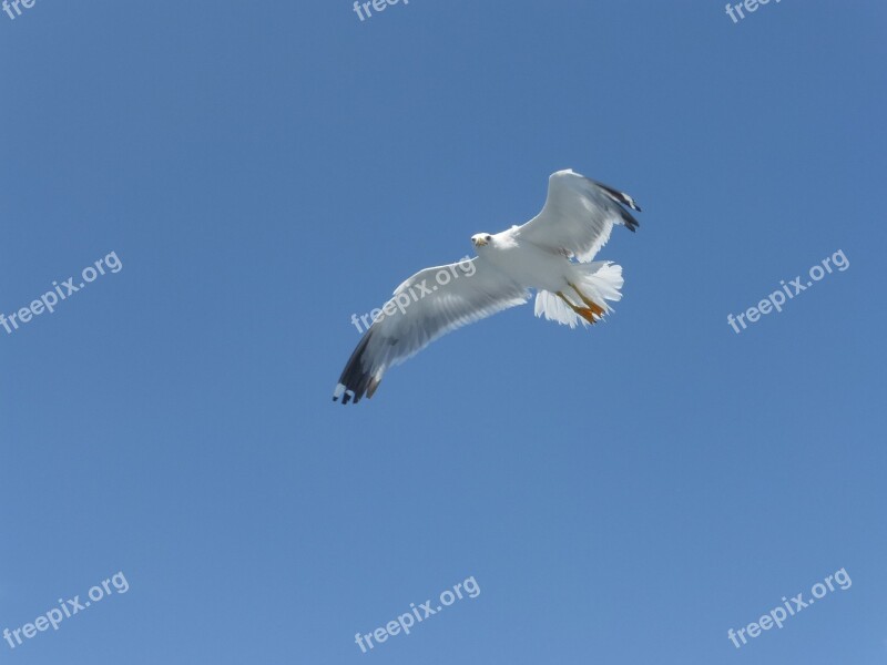 Sea Gull Gull Bird Flying Sky