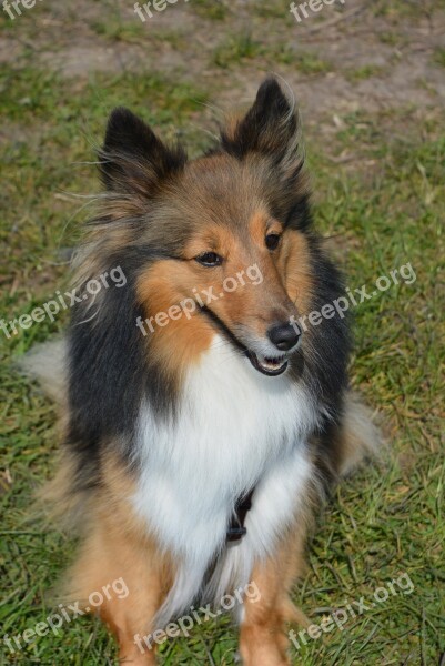 Long-haired Collie Dog Cute Sweet Long Coat