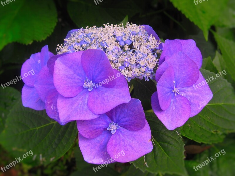 Hydrangea Ota Kisan Flowers Blue Purple