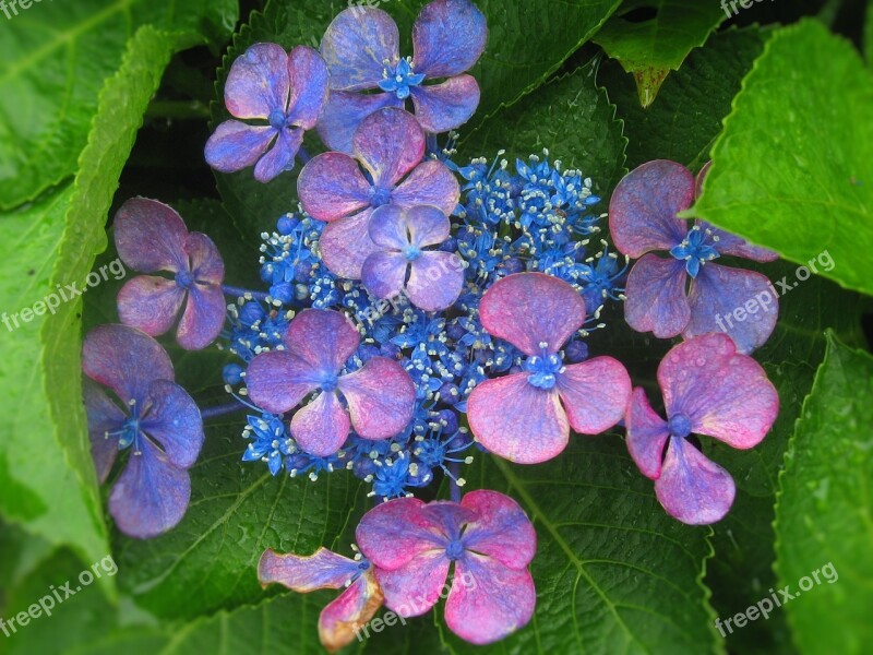 Hydrangea Ota Kisan Flowers Purple Blue