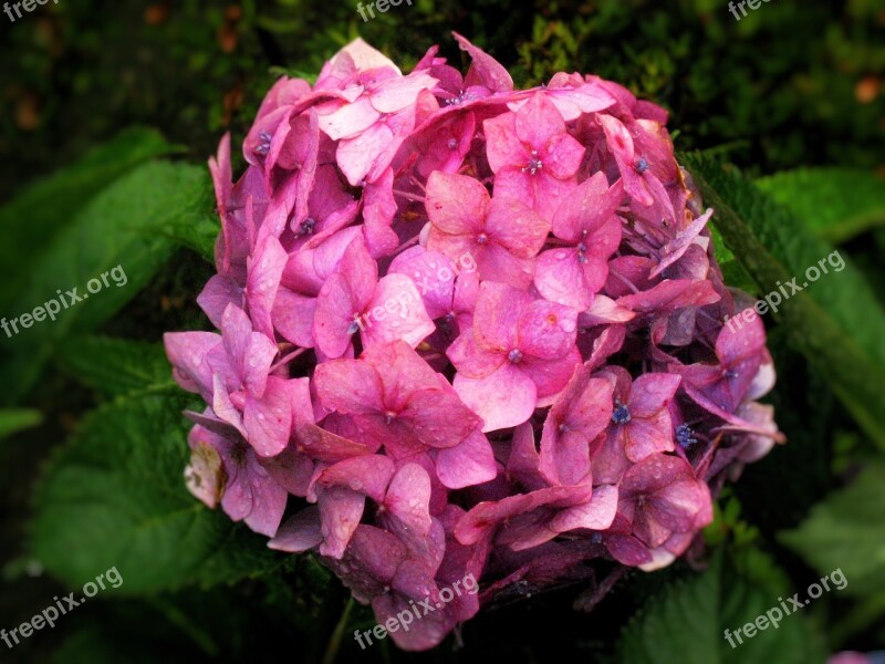 Hydrangea Ota Kisan Pink Red Rain