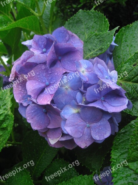 Hydrangea Ota Kisan Flowers Purple Blue