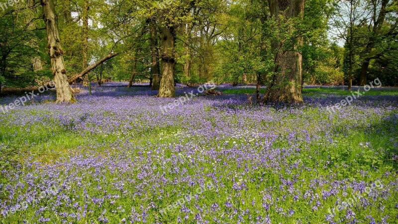 Bluebells Woods Woodland Spring Blue