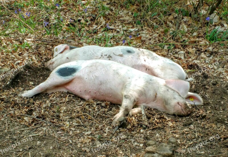 Pigs Two Pair Sleep Sleepy