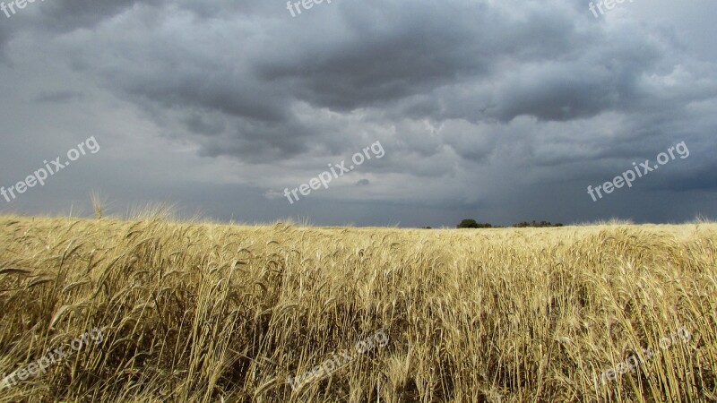 Wheat Field Field Golden Storm Clouds